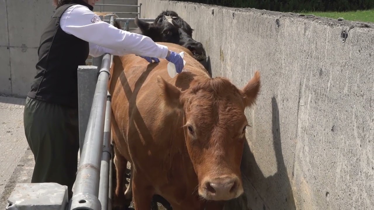 How to control flies in cattle with Spot On