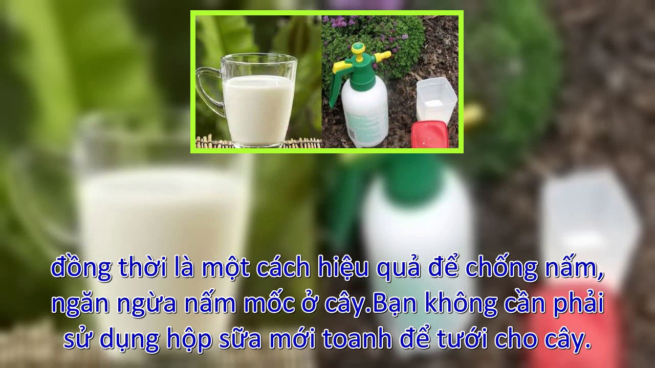 Sữa thừa đừng đổ bỏ mà hãy đem tưới cây, kết quả bạn có được sẽ ngoài sức tưởng tượng