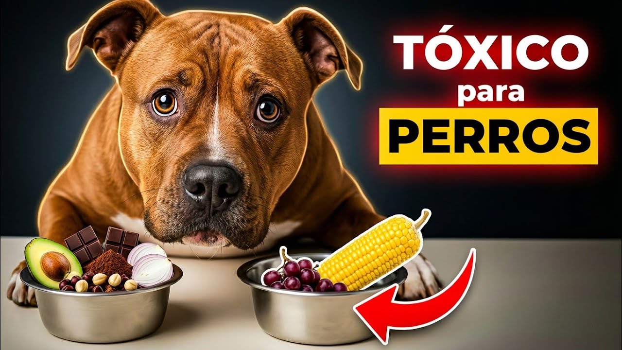 ☠️Esto Puede MATAR a Tu Perro… Y Casi Nadie Lo Sabe🐶🤯