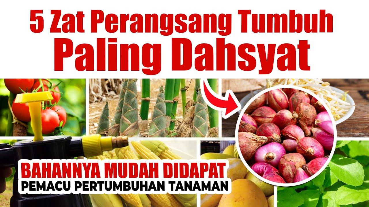 WAJIB TAU.! 5 ZAT PERANGSANG TUMBUH PALING DAHSYAT EFEKNYA | Agar Tanaman Subur Berbuah Lebat