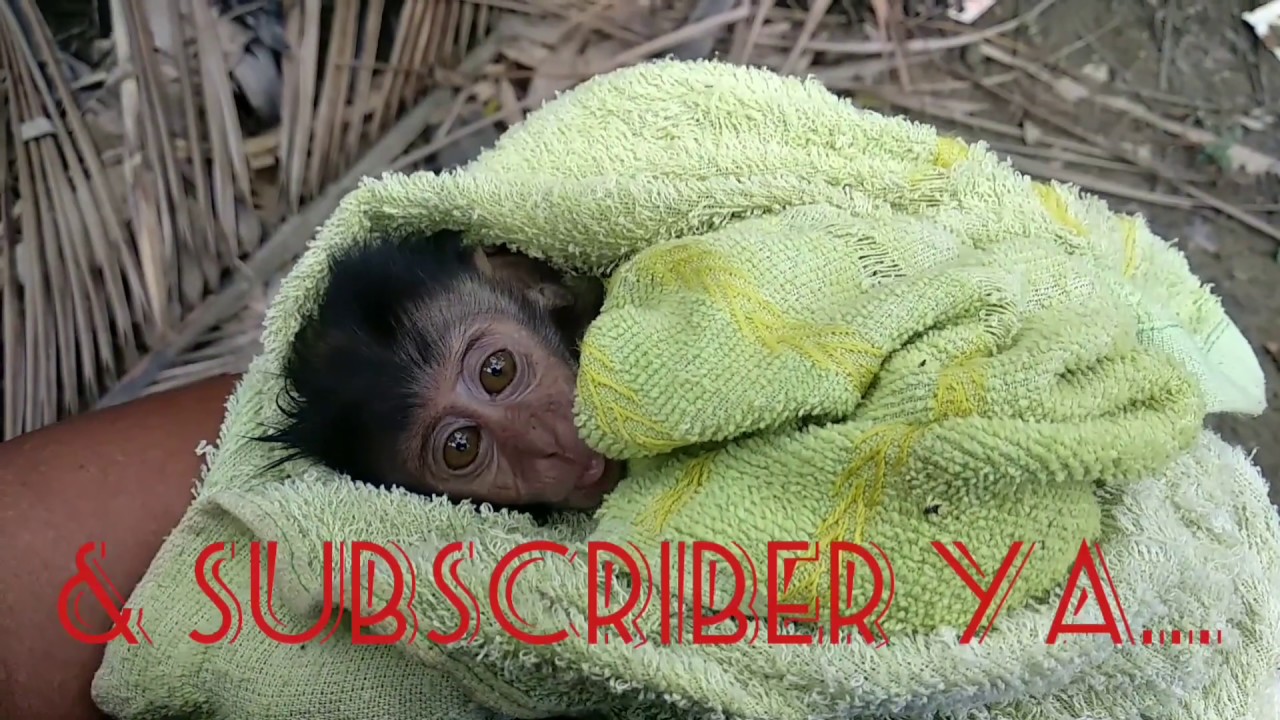 Tutorial Cara Membuat Popok Untuk Bayi Monyet