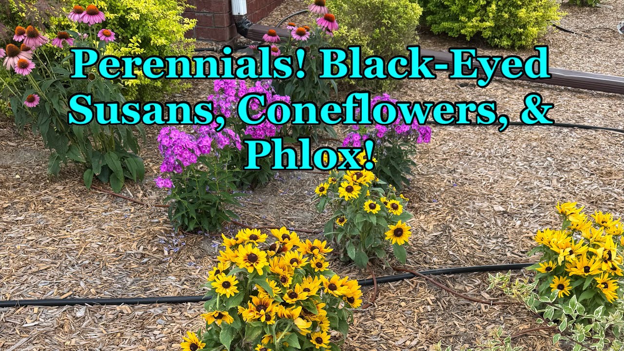 Planting Perennial Flowers (Black Eyed Susans, Coneflowers, & Phlox) in the Flowerbed