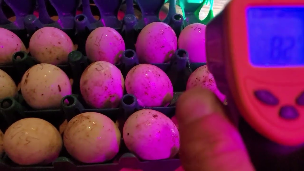 Cooling Duck Eggs! A Vital Step For a Great Hatch Rate!