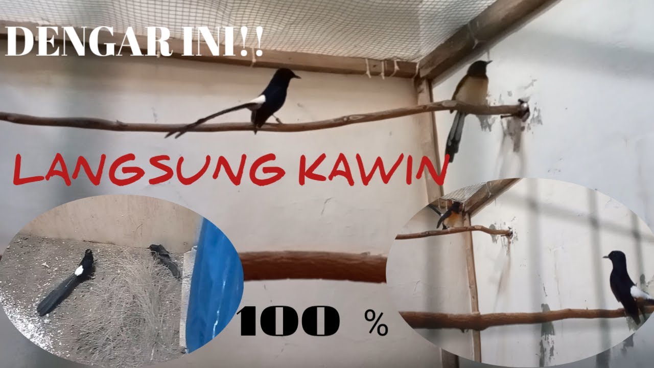 Pancingan suara murai batu kawin pendongkrak birahi paling ampuh || Terapi murai kawin.