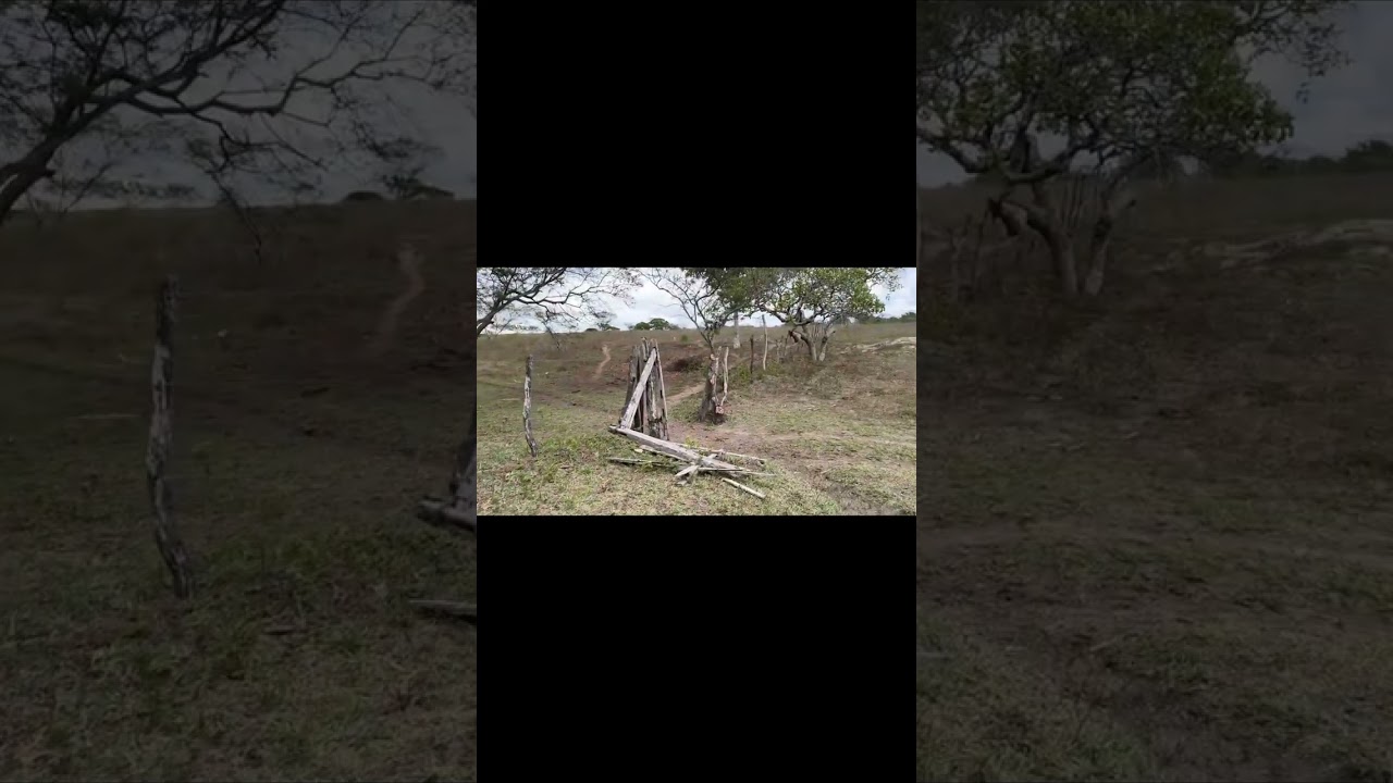 mostrar um pouco da roça onde trabalhei a minha infância toda 