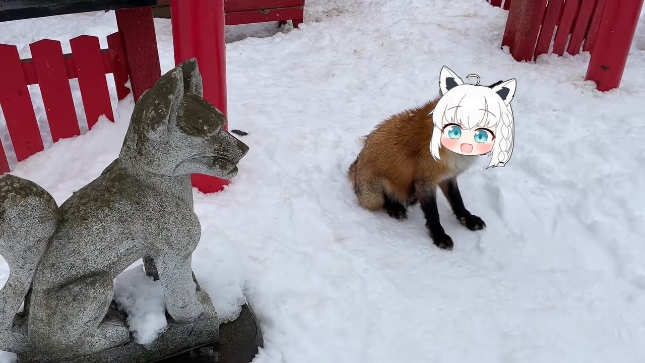 Fubuki fox want to be guardian | Animal hololive