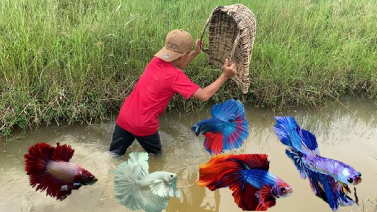 Peaceful Fishing in Nature | Catching Wild Betta Fish!