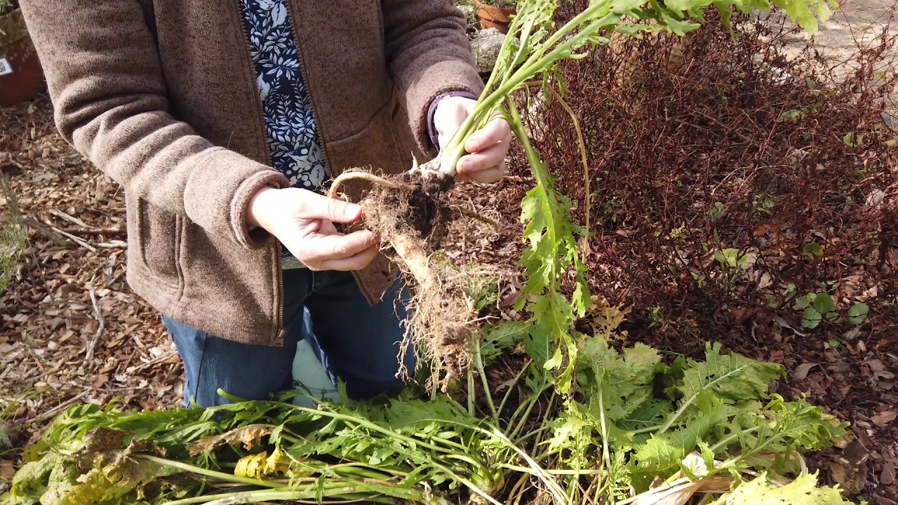 Growing and Preparing Horseradish