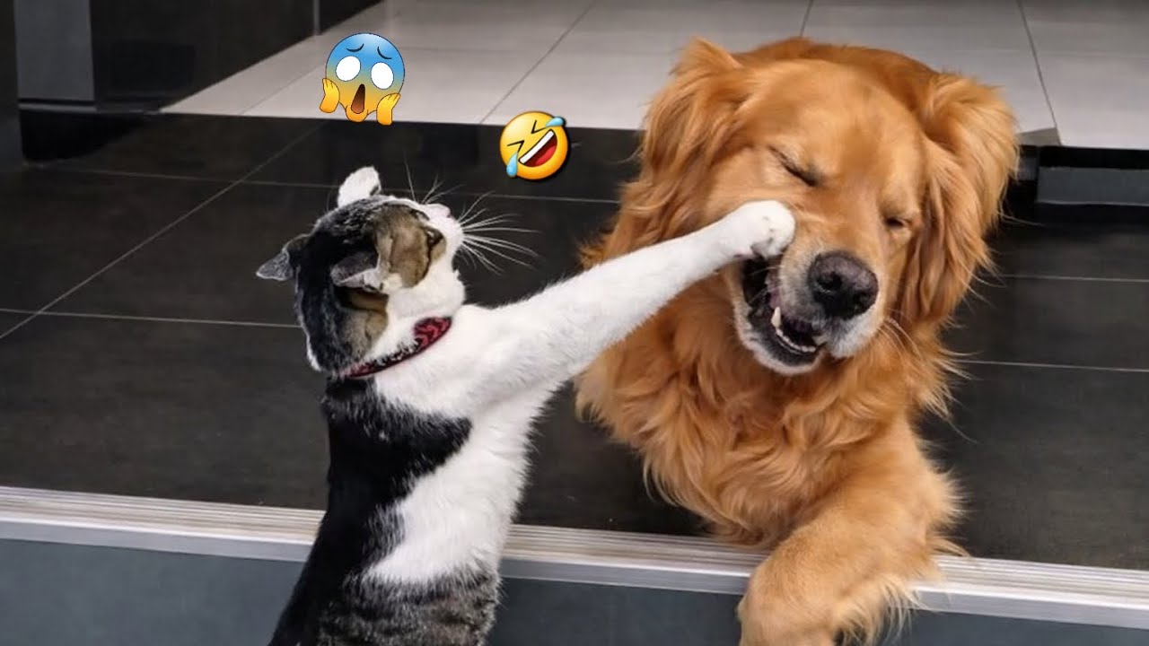 Try not to laugh 🤣🐈🐕(new funny animals)#funny #viral 