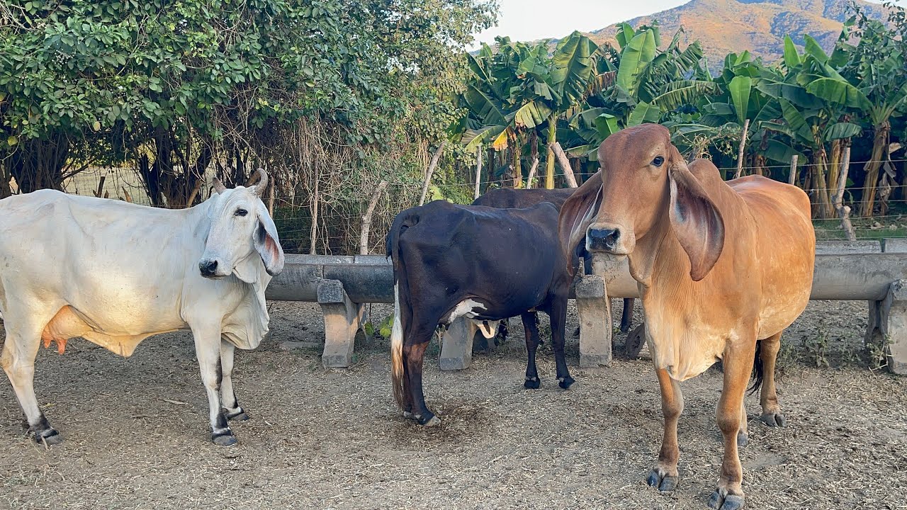 Una Bendición Más De 8 Vacas Por Parir 