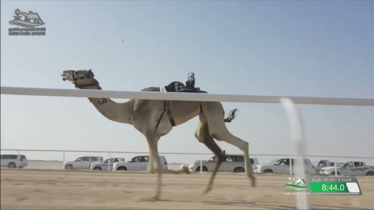 الشوط 3 ثنايا بكار عام كأس مساء يوم الأحد 4-12-2022 من #كأس_وزارة_الرياضة_للهجن
