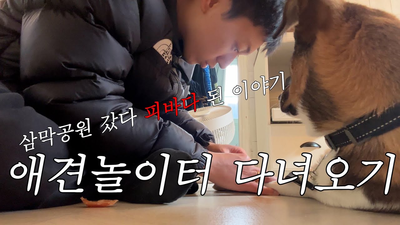 Vlog) 견생최초 애견놀이터 갔다 피바다된 이야기 ( + 브로콜리 리조또)