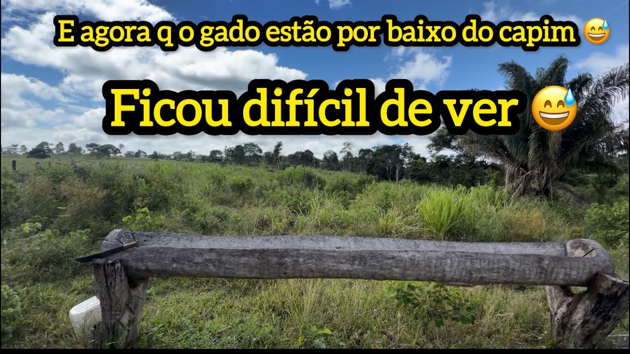 E o gado está por baixo do capim 