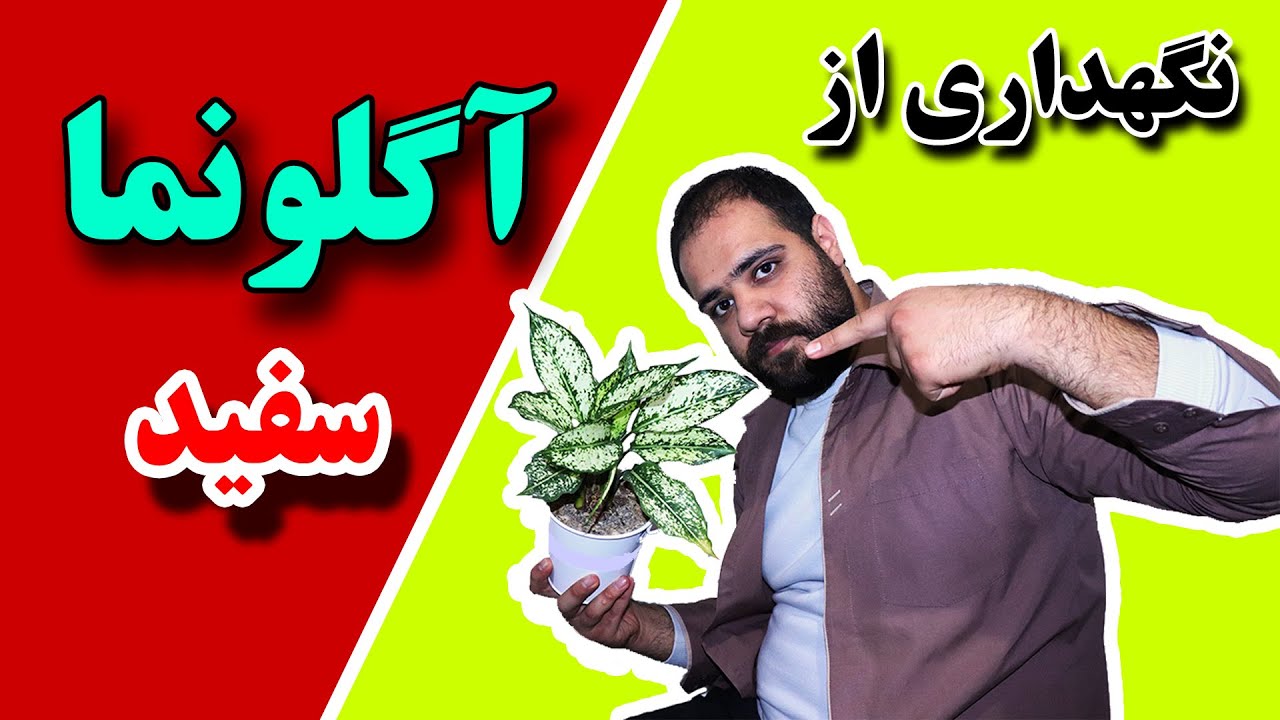 روش نگهداری از اگلونما (سفید)
