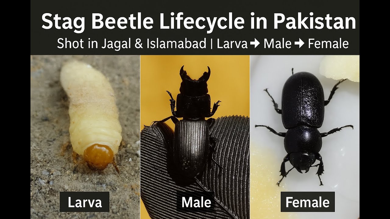 🪲 Life of a Stag Beetle in Pakistan | Larva, Male & Female Documented! 🧬🌱