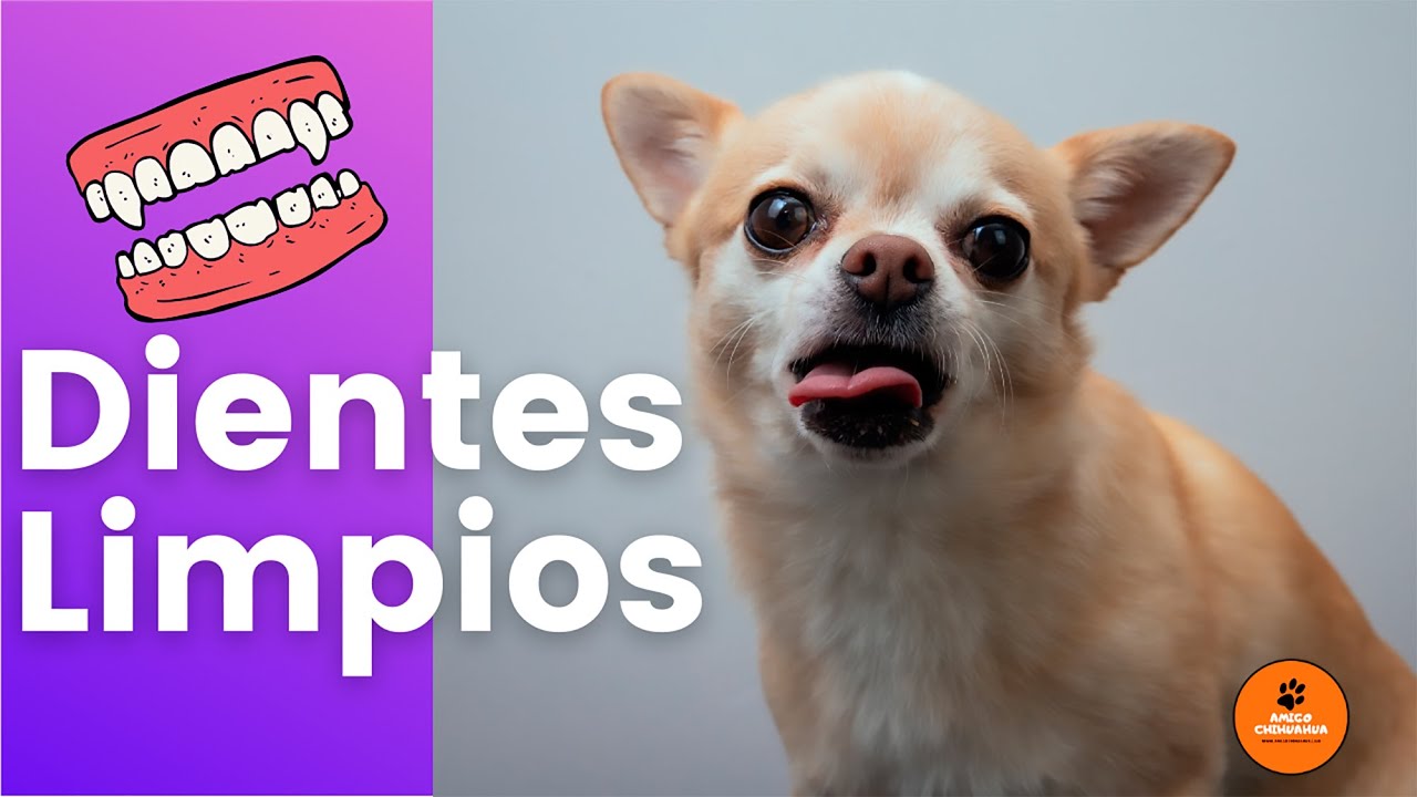 Como cepillar y limpiar los dientes del perro Chihuahua cabeza de venado y manzana