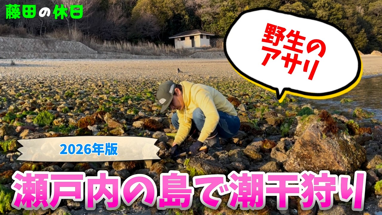 【潮干狩り】瀬戸内の島で野生のアサリを掘る【広島県福山市】