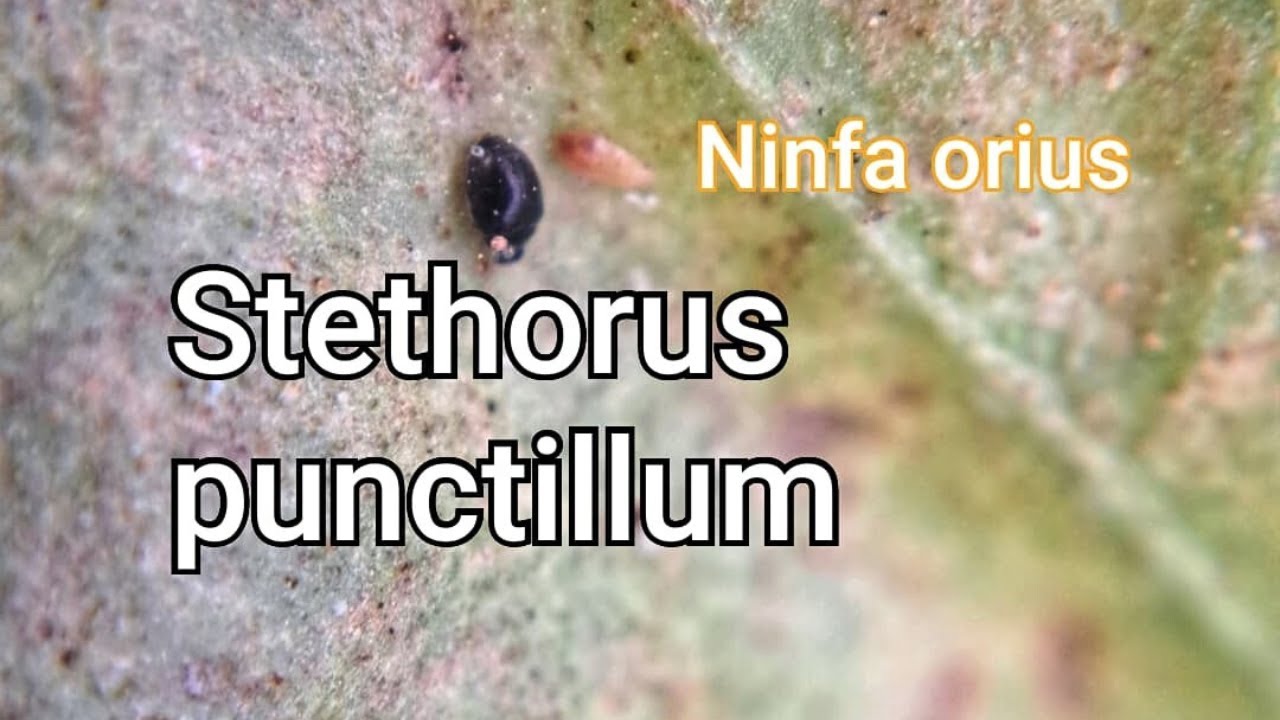 Enemigos de la Araña Roja (Stethoruspunctillum y Orius laevigatus)