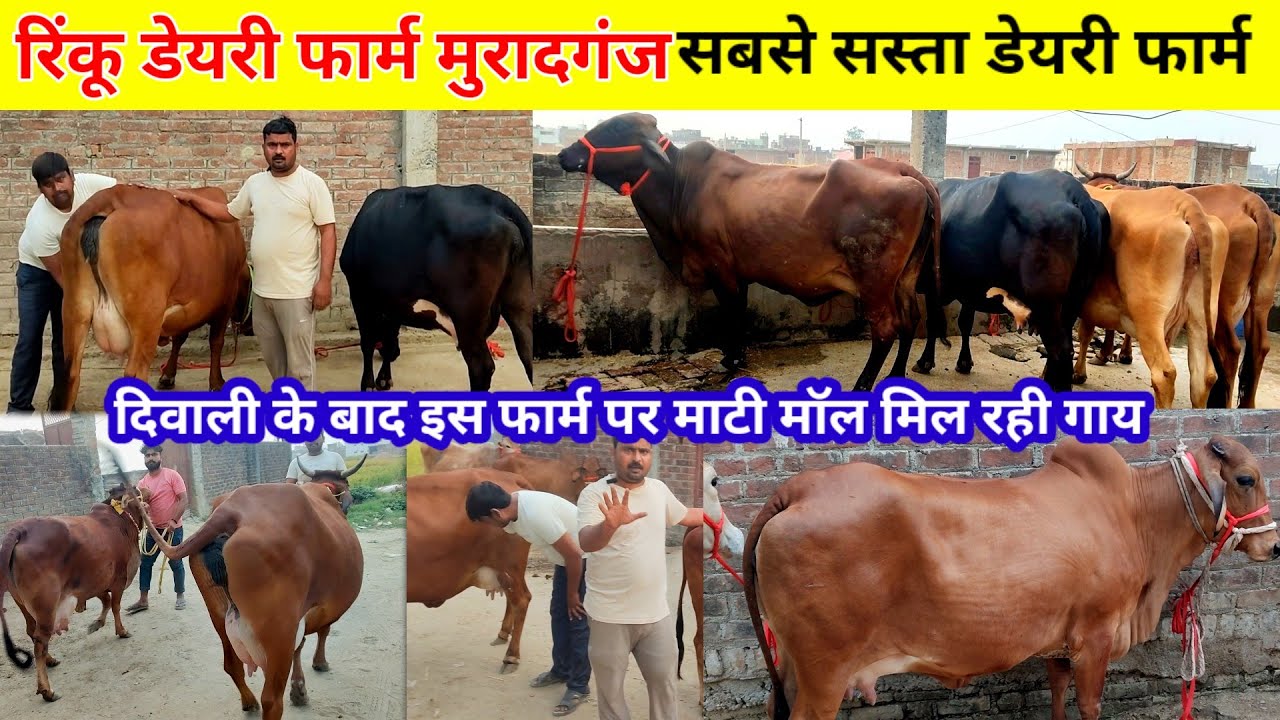 Rinku dairy farm muradganj | उत्तर प्रदेश मुरादगंज रिंकू पशु डेयरी फार्म | cow dairy farm