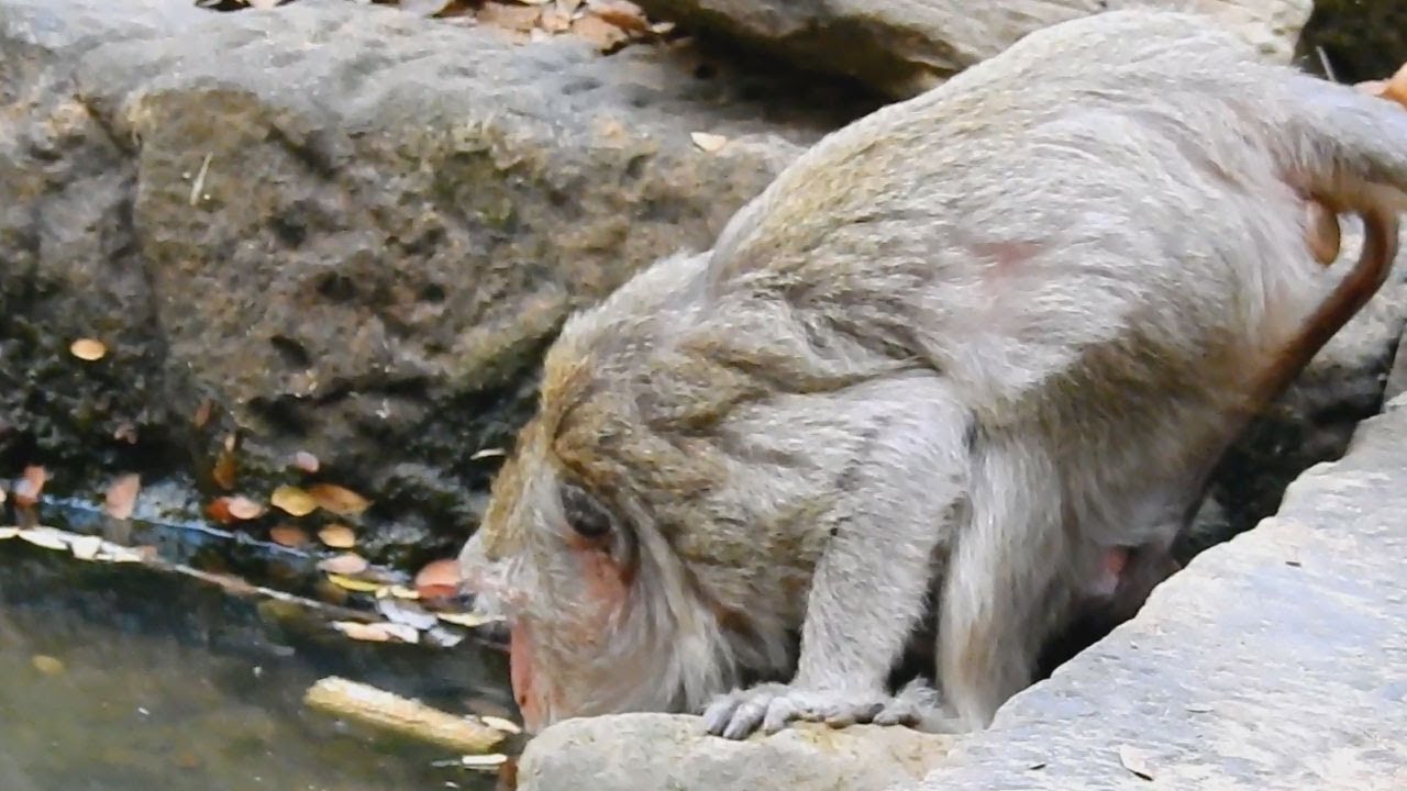 Today so hot Monkey Butter very thirsty and go to drink water at pond