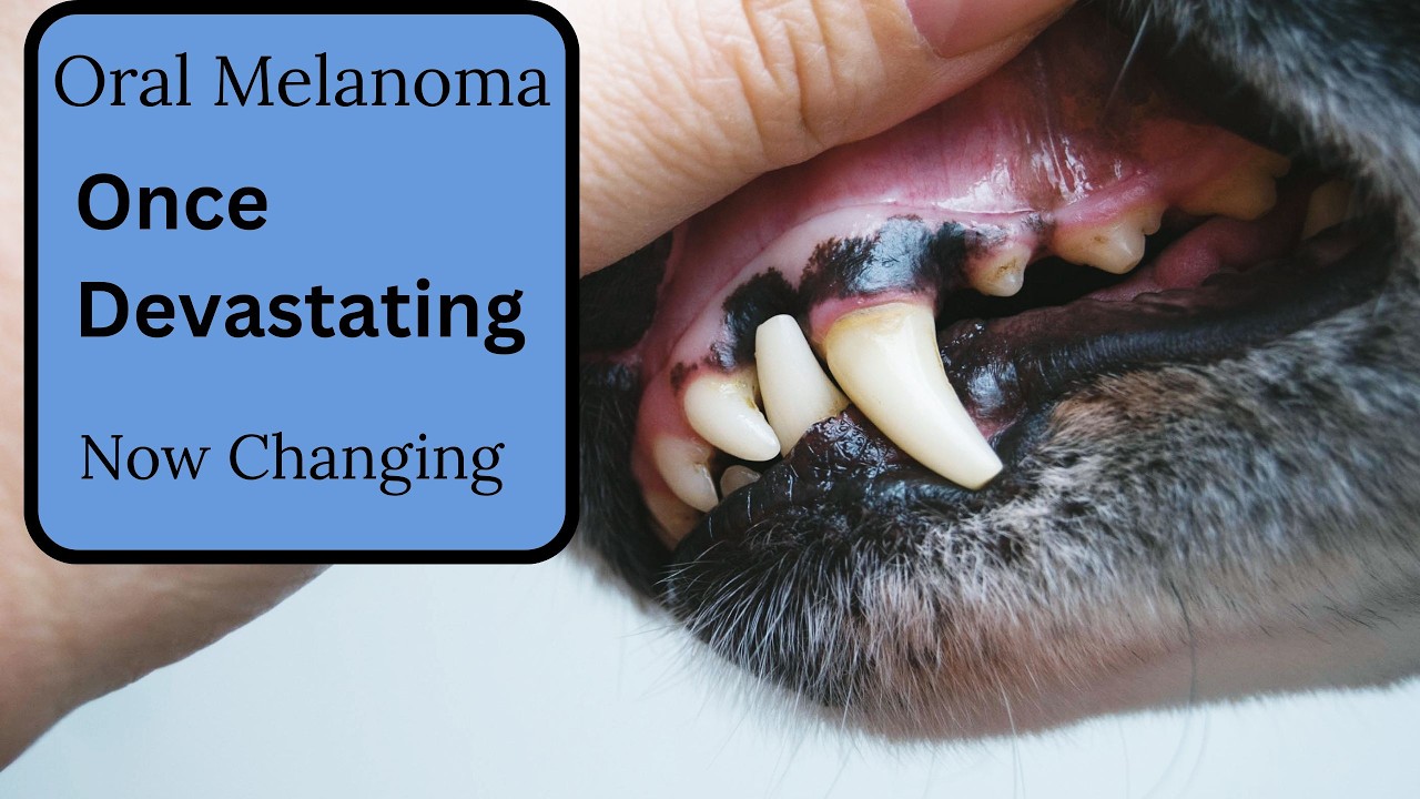 Canine Oral Melanoma: New Treatments Might Be Changing Survival