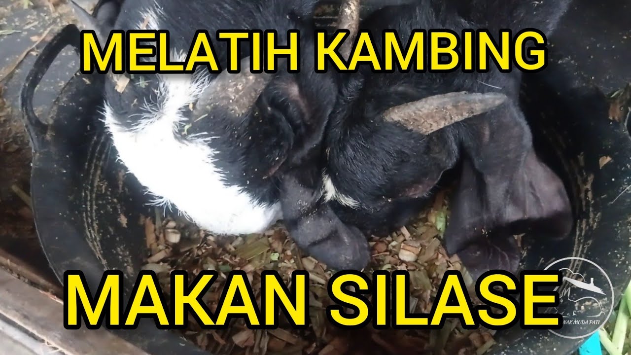 #195 Melatih kambing makan silase