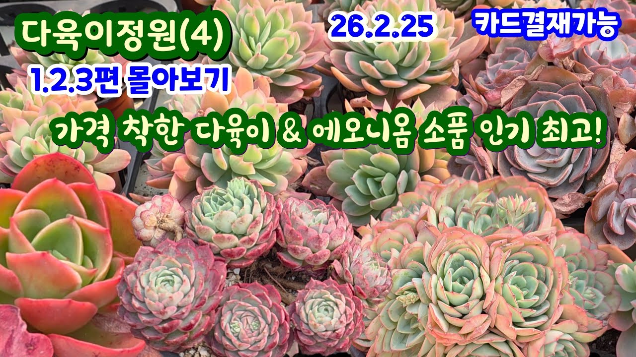 다육이정원(4) 1.2.3편 몰아보기  착하고 예쁜 다육이들  인가 많은 에오니움 소품들 넘 예뻐요 