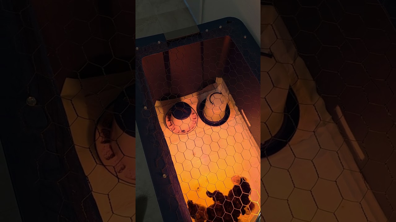 HATCH IS COMPLETED and we have 19 new chickies!!! 🤗🤗🤗 Info on the chicks 