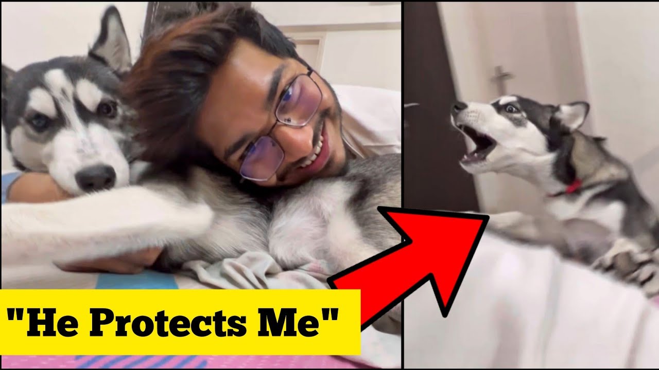 My Husky Dog Protecting Me From Beating | Emotional Dog Love