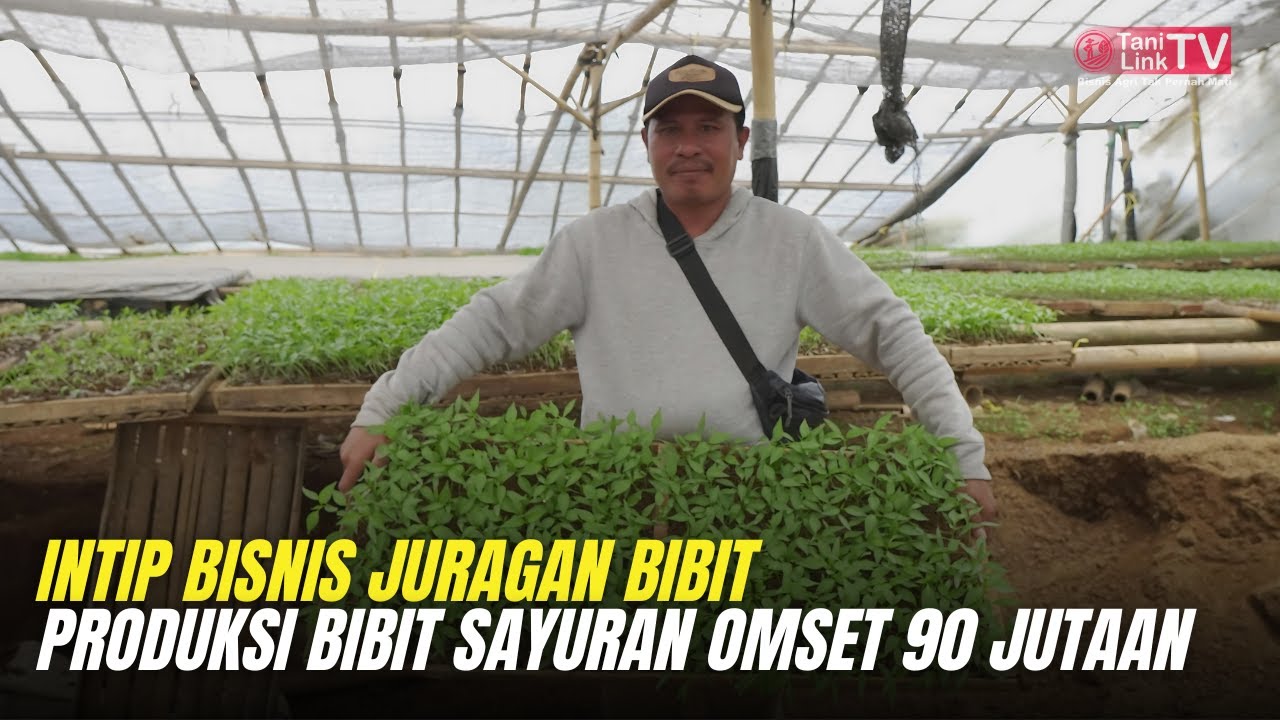 Potensi Bisnis Pembibitan Sayuran. Omset Sebulan Capai 90 Jutaan