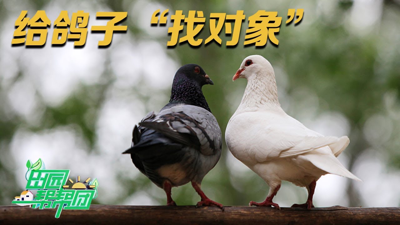 想把鸽子养好，一定要给它们找对“对象”！鸽子养殖里的门道你了解多少？丨「田园帮帮团」20230720