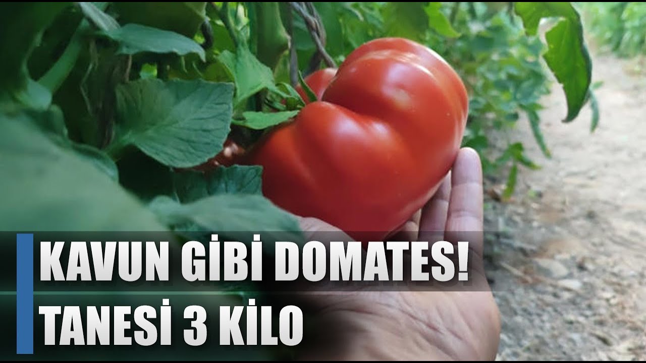 Çiftçi Kavun Büyüklüğünde Domates Üretti! Tanesi 3 Kilo / AGRO TV HABER