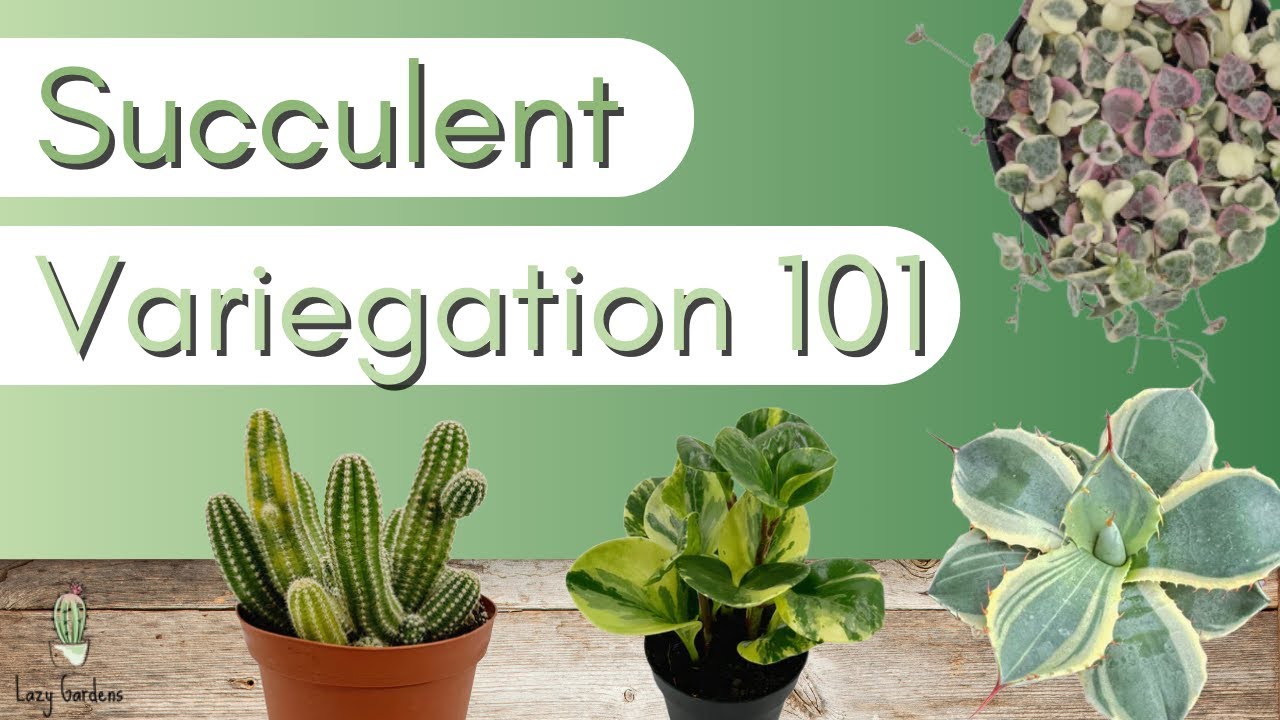Variegation 101 | How to Care for Variegated Succulents and Cacti