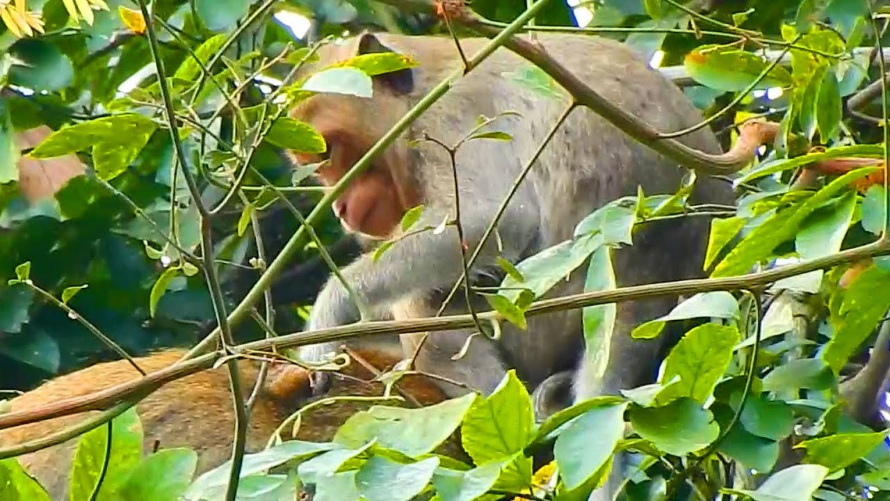 Good Job! Jody Monkey Is A Kind Baby Monkey Takes Care And Look After Mom Jane Very Well