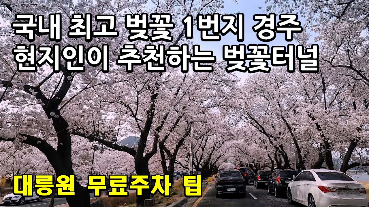 [4k] 경주 벚꽃명소, 보문호, 대릉원 돌담길, 황리단길, 불국사, 김유신 묘, 현지인이 추천하는 벚꽃터널