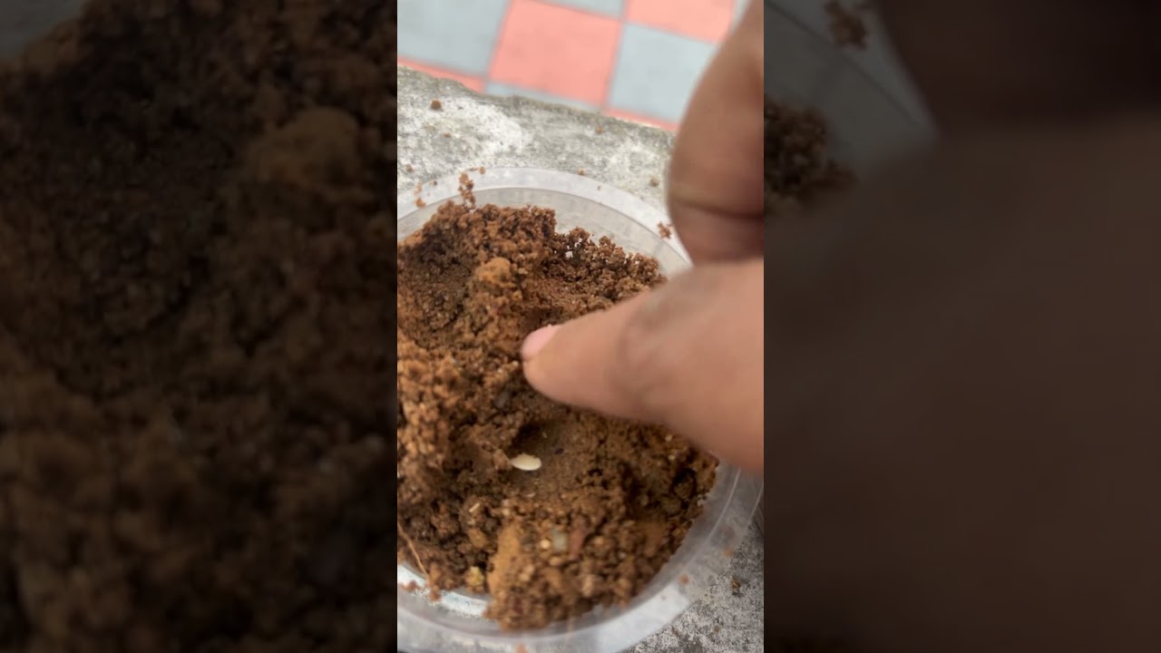 Day 1 of planting muskmelon seed 