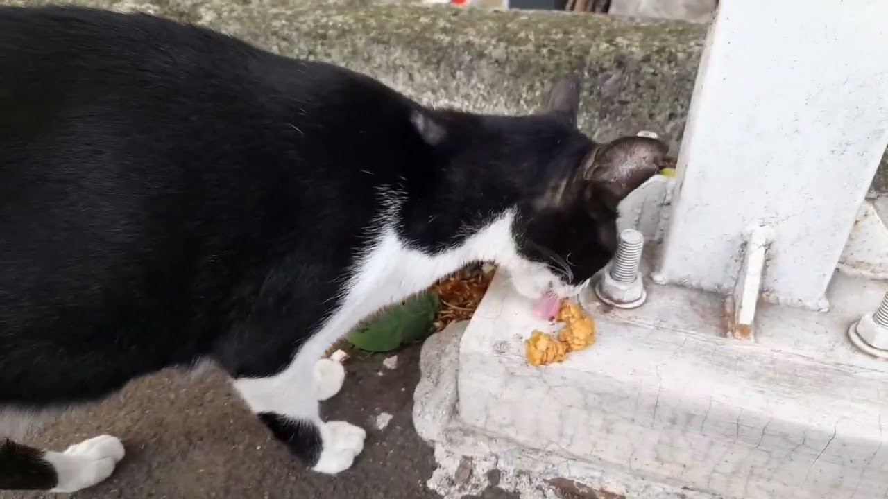 The female black cat doesn't give the male cat permission to approach me as if I were her owner.