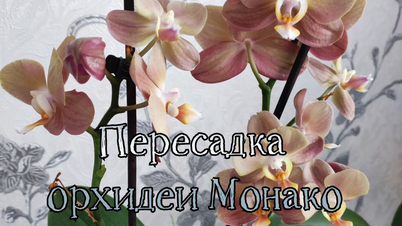 Пересадка орхидеи Монако#обзор#орхидеи#пересадка#цветы#фаленопсис