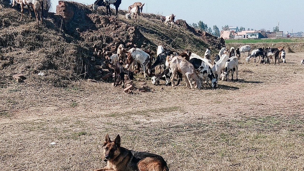 Deserted Farm Vibes! 🏗️🐕 | Livestock Guarding at the Brick Kiln with German Shepherd 🐐