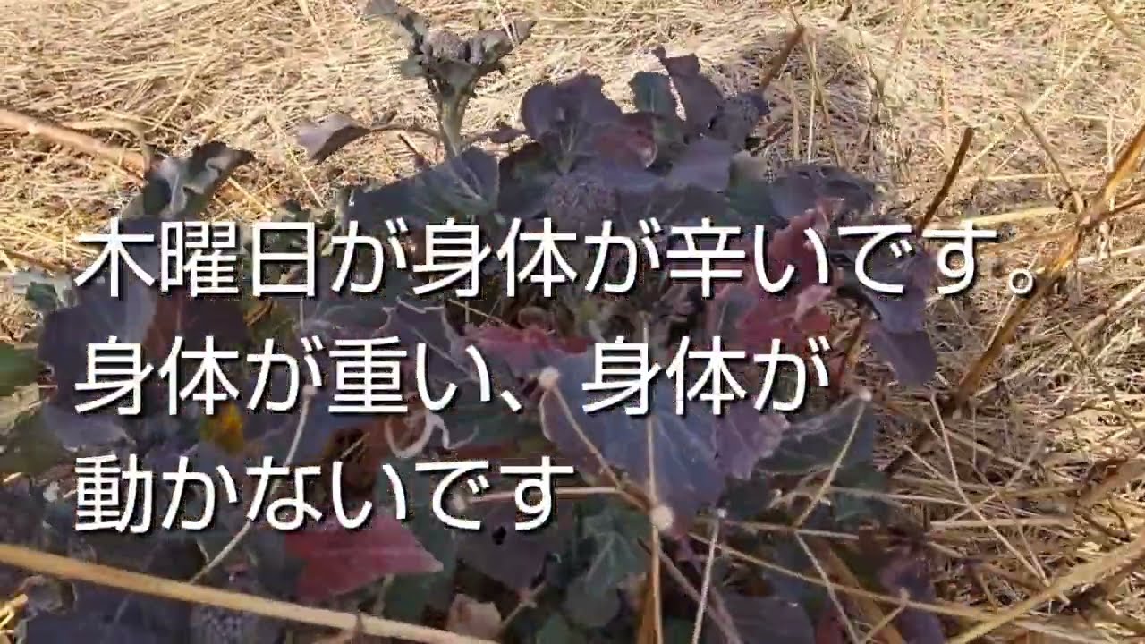 ブロッコリーの景色、水音あり、癒し動画