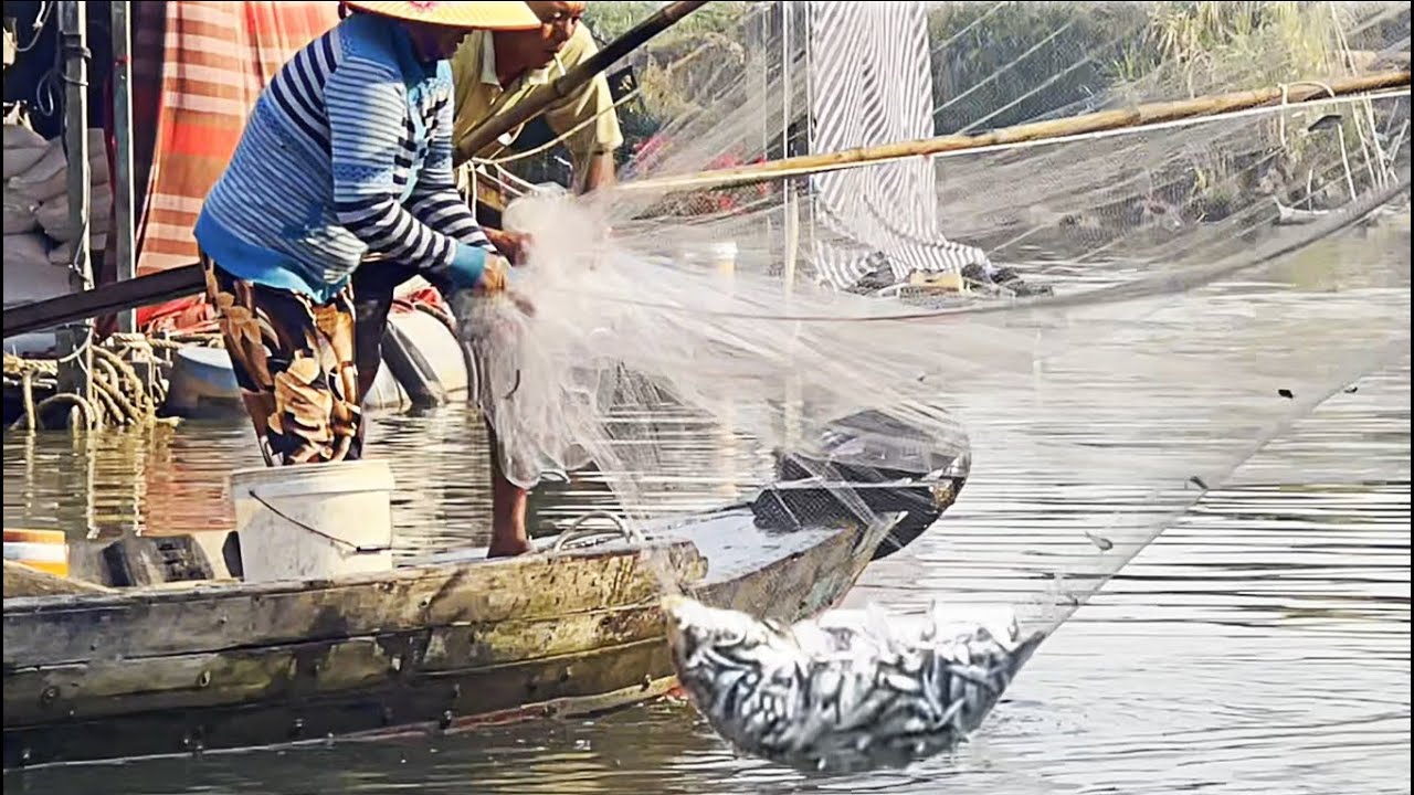 Hơn 30 phút xúc hơn 30kg cá thỉu - Sông Nước Cửu Long - Nguyễn Hùng