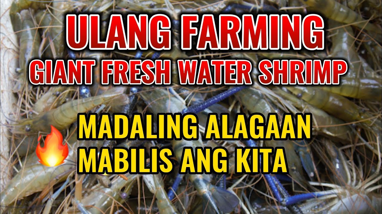 ULANG FARMING PANG NEGOSYO 99.1% INCOME