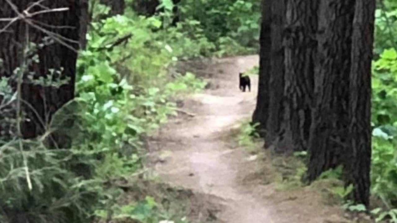 Another appearance of the mystery South Island giant cat