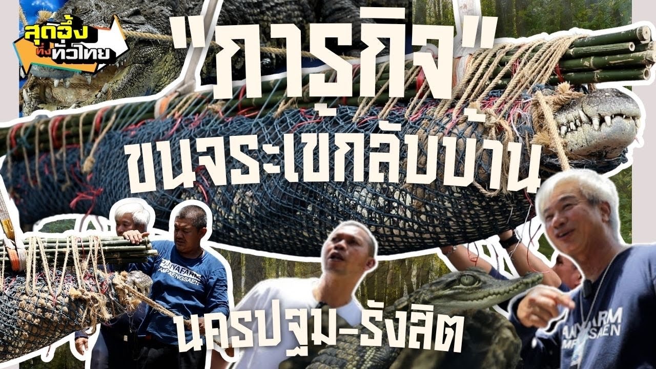 ขนข้ามจังหวัดรังสิตนครปฐมภารกิจพาจระเข้กลับบ้าน | สุดอึ้งทึ่งทั่วไทย
