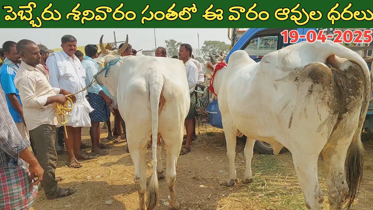 పెబ్బేరు శనివారం సంతలో ఈ వారం ఆవుల ధరలు | Biggest cow market in Pebbair | cow prices 2025