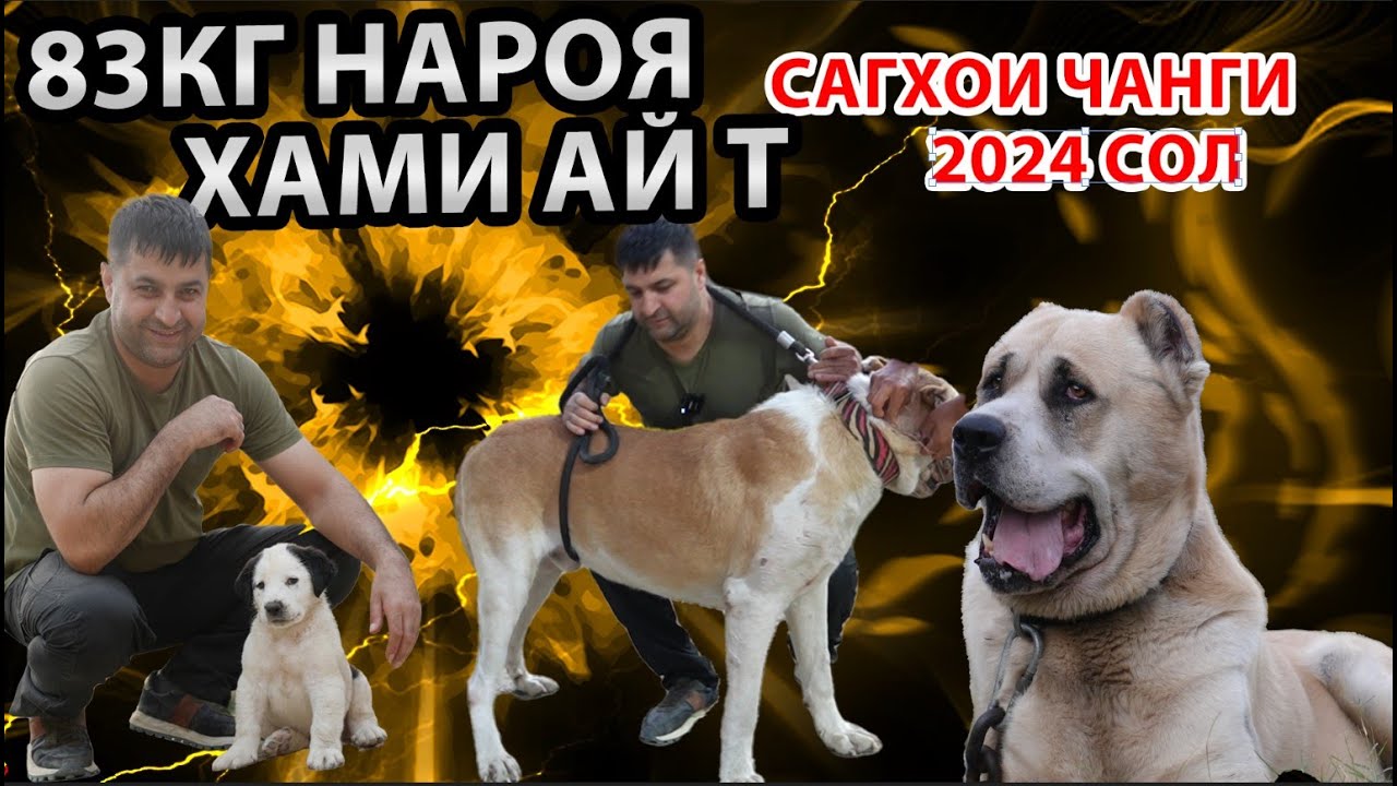 САГХОИ ЧАНГИ 2024 СОЛ