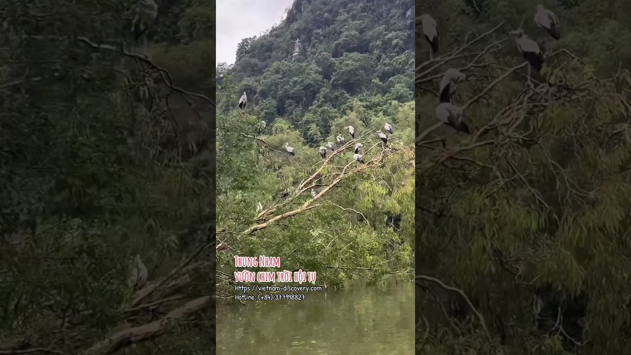 Thung Nham Bird Park: A Hidden Paradise Of Birds And Nature In The Heart Of Ninh Binh #travel
