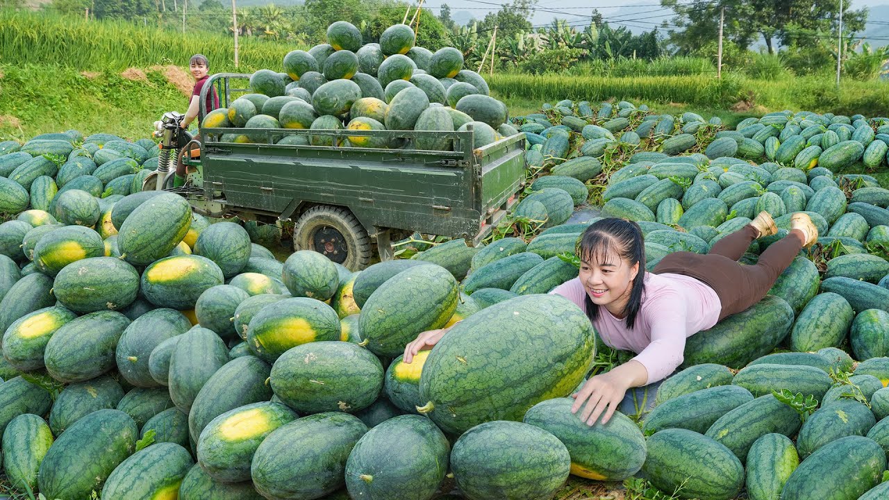 Harvesting Lots Of Big Watermelon, Use Truck Transport Many Watermelon Goes To Sell For Villager