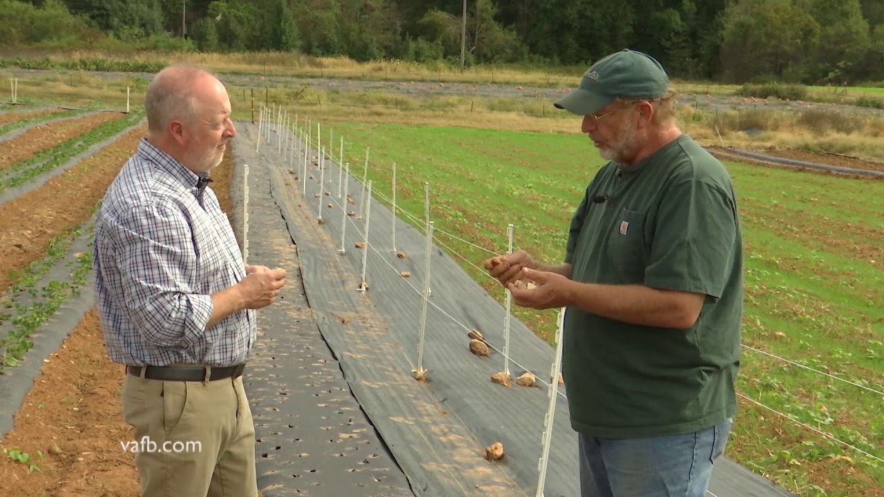 From the Ground Up - Planting Garlic