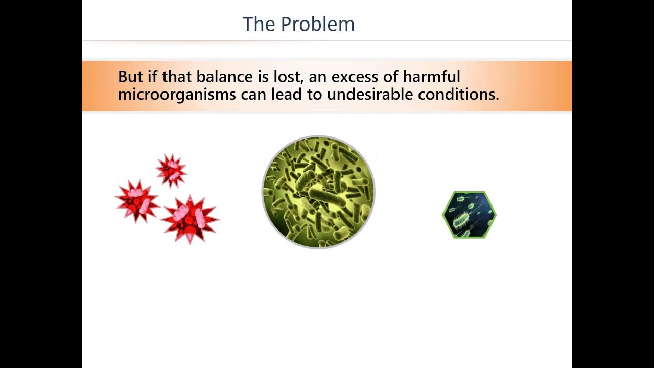 What is SCD Probiotics